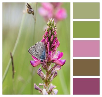 Insect Common Blue Butterfly Image